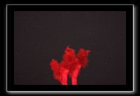 IMG_4478 (1)