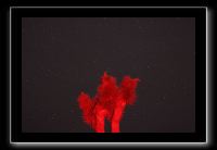 IMG_4479 (1)