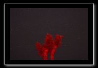 IMG_4487 (1)