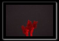 IMG_4490 (1)